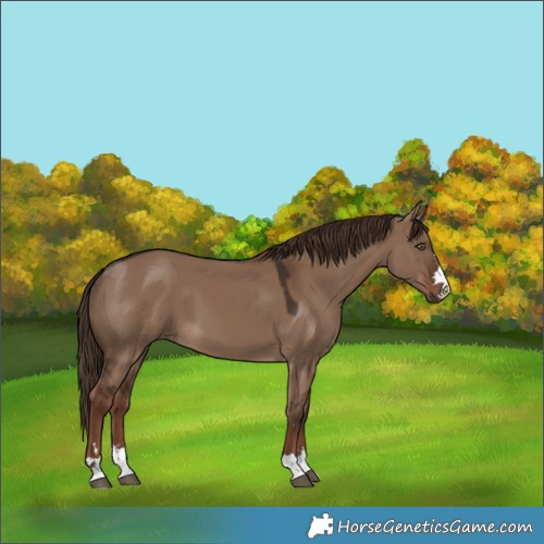 Horse Color:Liver Red Dun