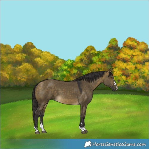 Horse Color:Buckskin Dun 