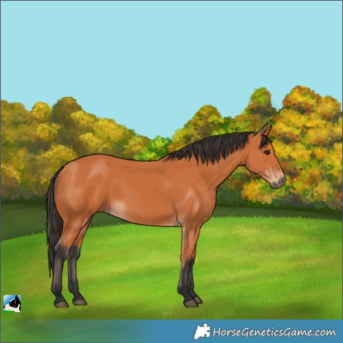 Horse Color:Bay 