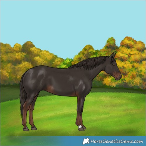 Horse Color:Liver Chestnut 