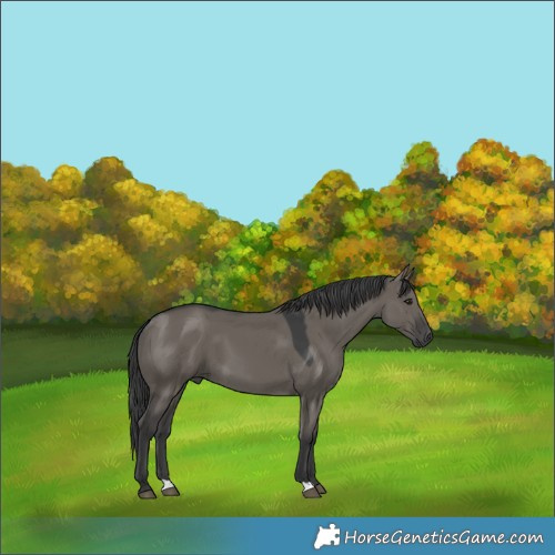 Horse Color:Grullo 