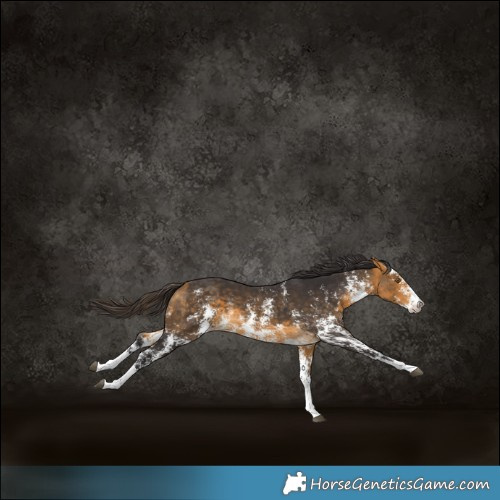 Horse Color:Buckskin Sabino Rabicano 
