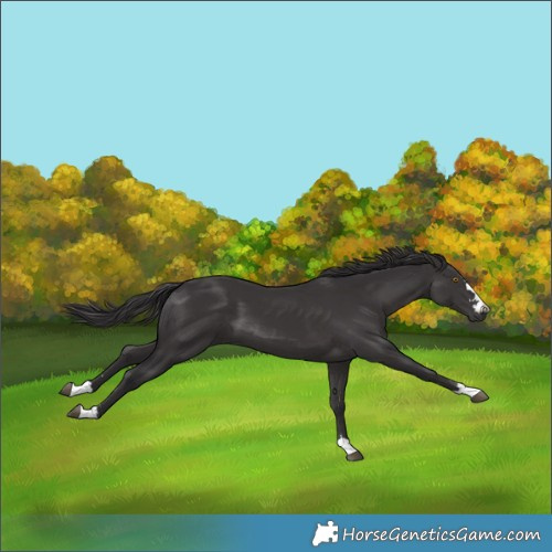 Horse Color:Smoky Black