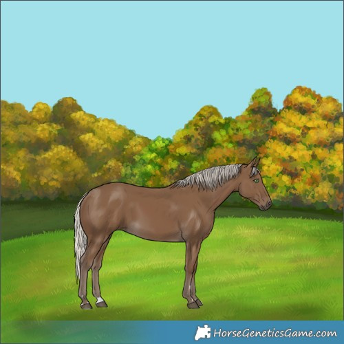 Horse Color:Silver Smoky Black