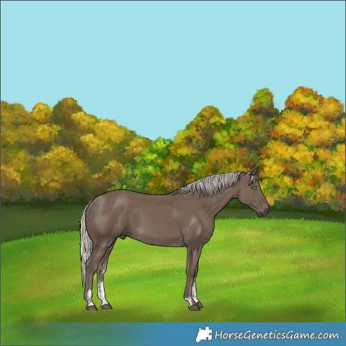 Horse Color:Silver Smoky Black Sabino