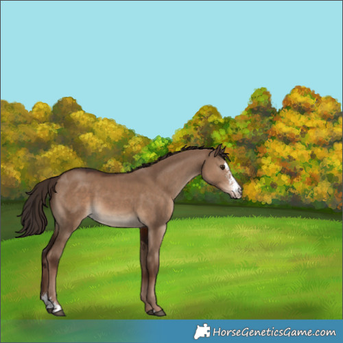 Horse Color:Liver Red Dun Sabino