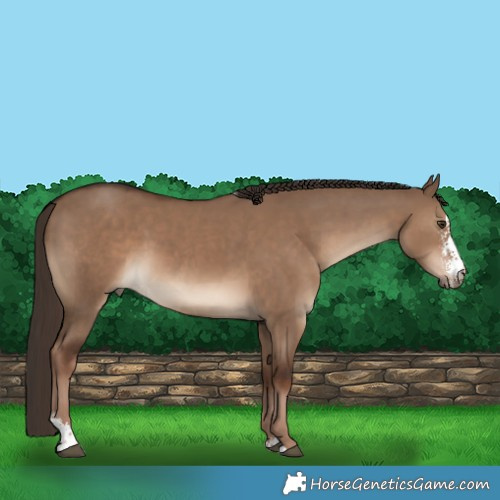 Horse Color:Liver Red Dun Sabino 