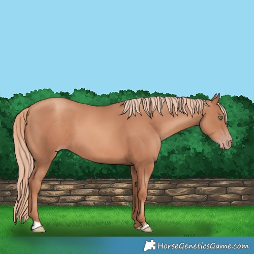 Horse Color:Gold Champagne Sabino 