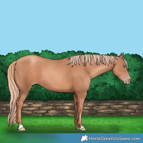 Horse Color:Gold Champagne Sabino 