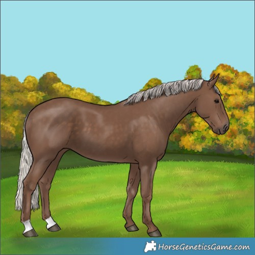 Horse Color:Silver Black