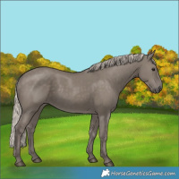 Horse Color:Silver Grullo