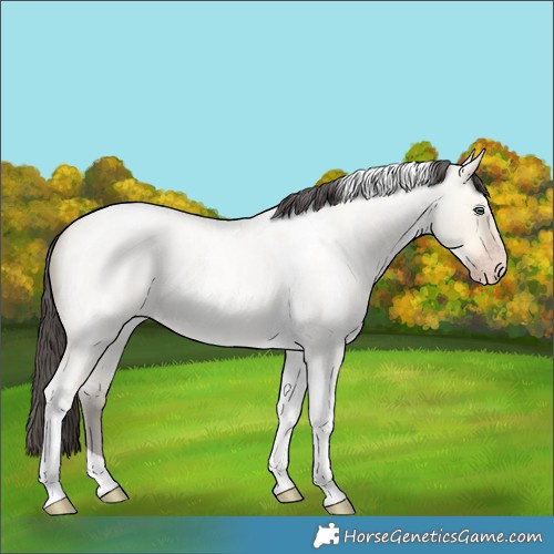Horse Color:Amber Cream Champagne Roan Dun Tobiano