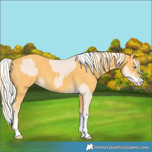 Horse Color:Cremello Splash  and Palomino Splash 