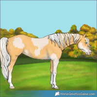 Horse Color:Cremello Splash and Palomino Splash