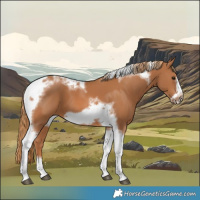 Horse Color:Chestnut Tobiano Frame