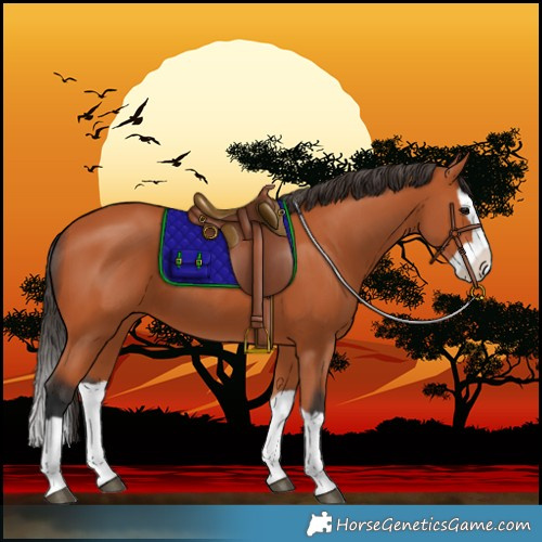 Horse Color:Bay Splash 