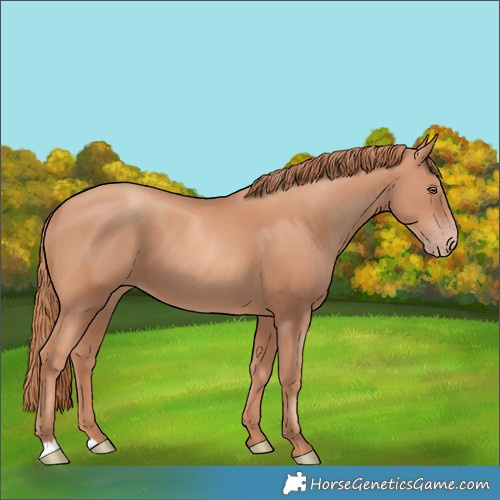 Horse Color:Gold Champagne