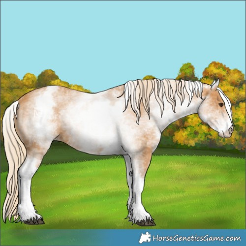 Horse Color:White Spotted Chestnut 