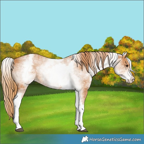 Horse Color:White Spotted Chestnut
