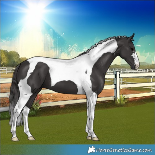 Horse Color:Smoky Black Tobiano