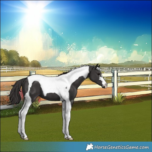 Horse Color:Smoky Black Tobiano 