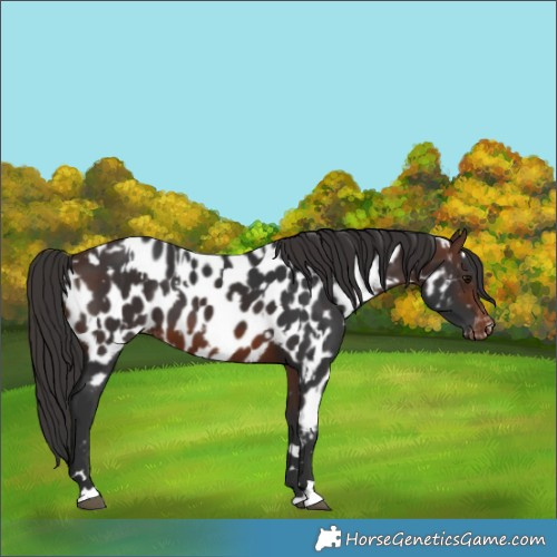 Horse Color:Brown Near Leopard and Brown Near Leopard