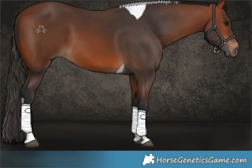 Horse Color:Bay Tobiano 