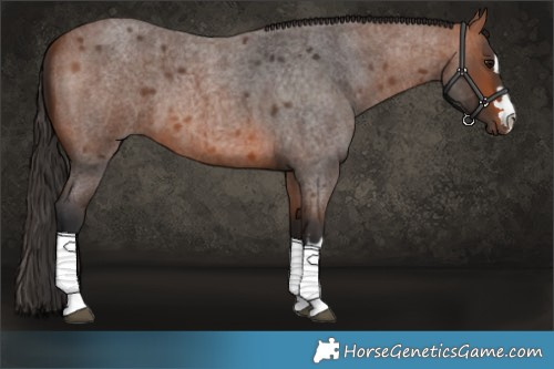 Horse Color:Bay Roan 