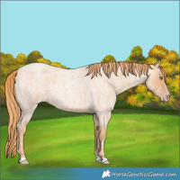 Horse Color:Gold Champagne Roan 