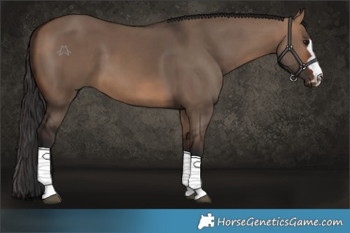 Horse Color:Bay Dun 