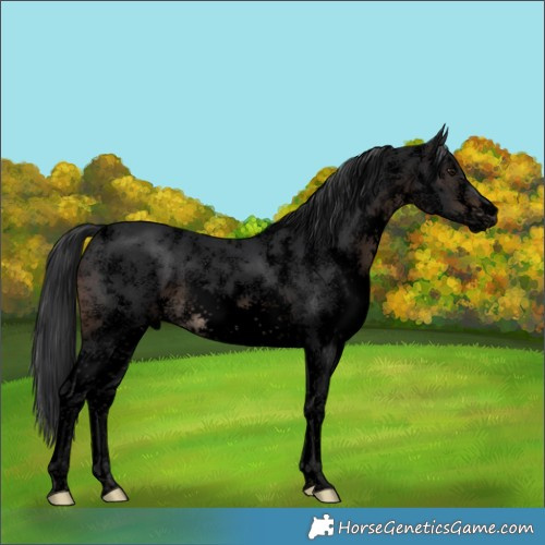 Horse Color:Void White Spotted Brown Rabicano
