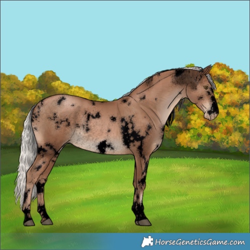 Horse Color:Void White Spotted Silver Brown Pearl Rabicano 