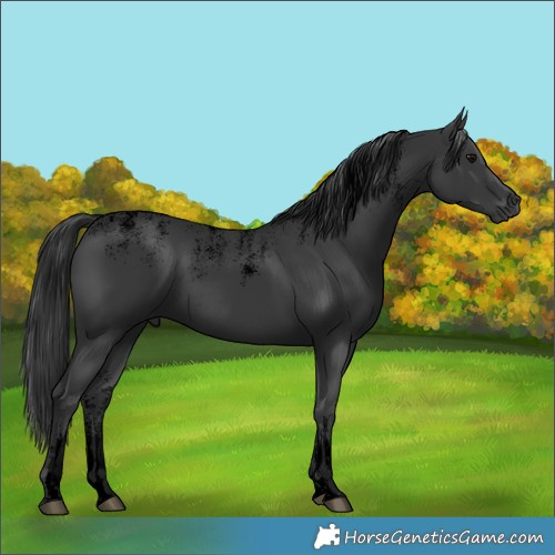 Horse Color:Powder White Void Black Rabicano