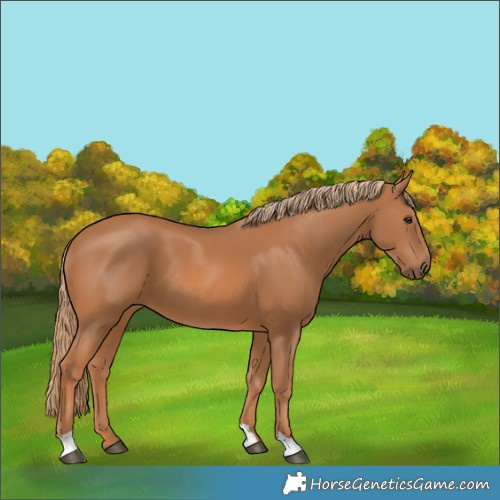 Horse Color:Chestnut 