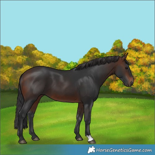 Horse Color:Brown 