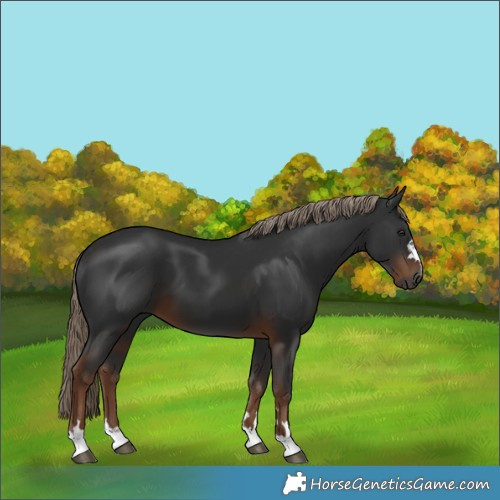 Horse Color:Gray Liver Chestnut