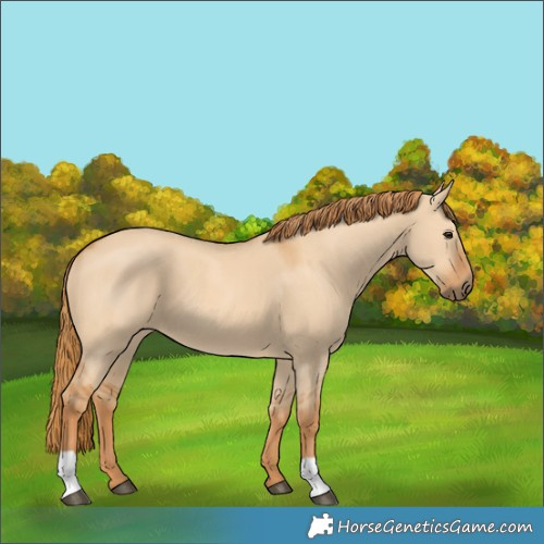 Horse Color:Red Dun