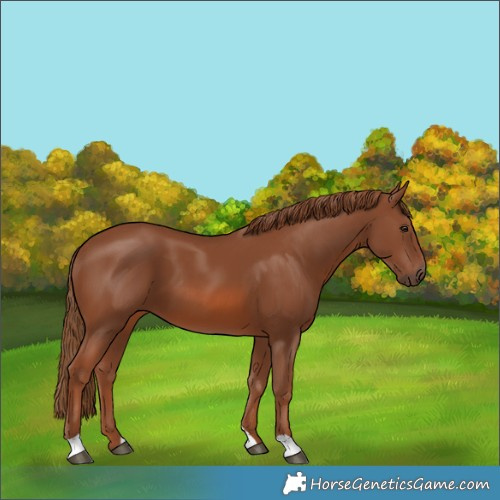 Horse Color:Chestnut 