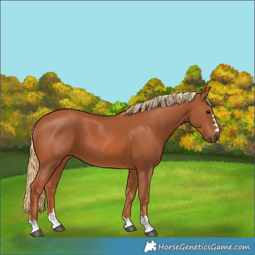 Horse Color:Chestnut 