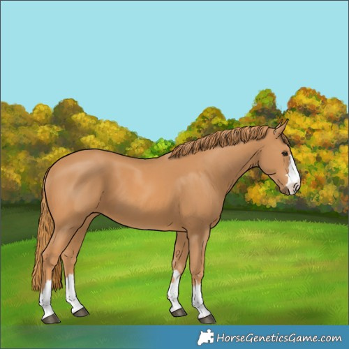 Horse Color:Chestnut 