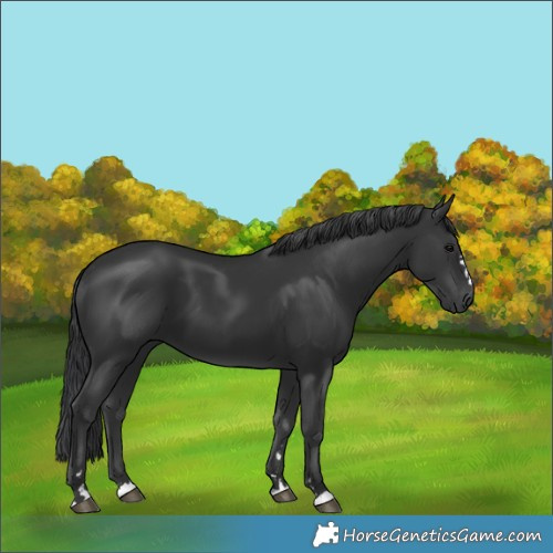 Horse Color:Black 