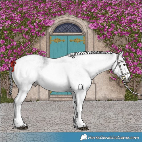 Horse Color:Gray White Spotted Black and Gray White Spotted Black