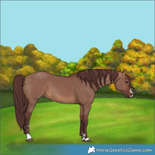 Horse Color:Chocolate Brown Dun
