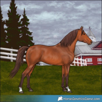Horse Color:Chocolate Bay 