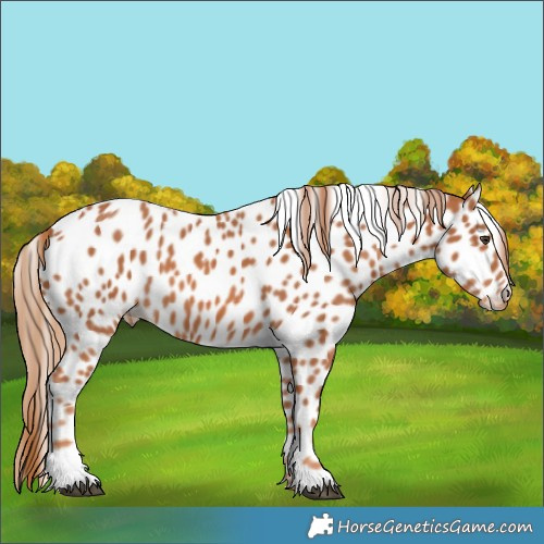Horse Color:Chestnut Appaloosa