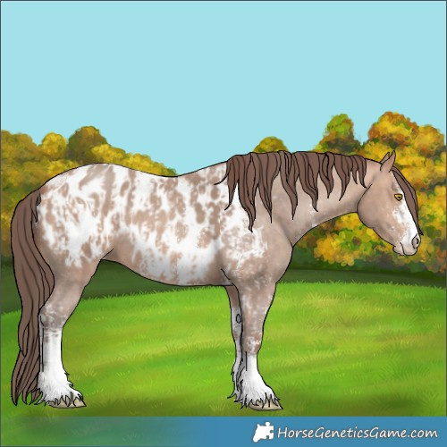 Horse Color:Amber Champagne Sabino Tobiano Appaloosa  and Amber Champagne Sabino Appaloosa 