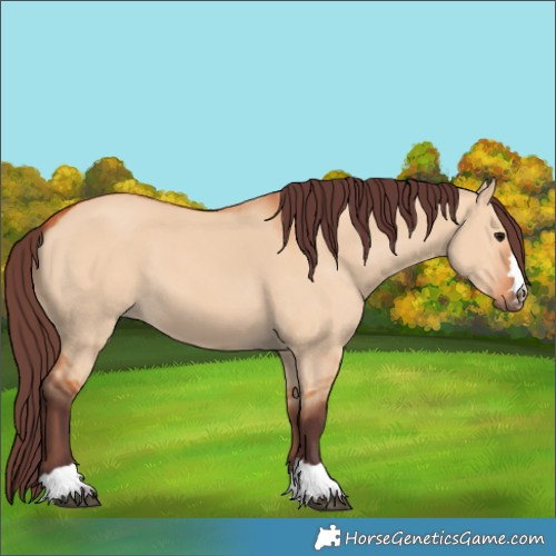 Horse Color:Chocolate Bay Dun 