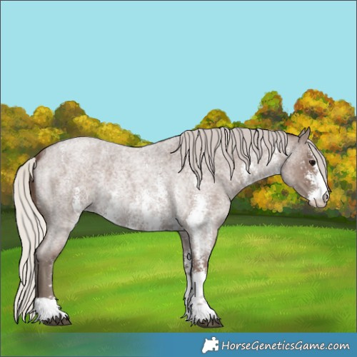 Horse Color:Silver Blue Roan Sabino