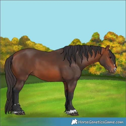 Horse Color:Bay 