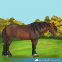 Horse Color:Bay 